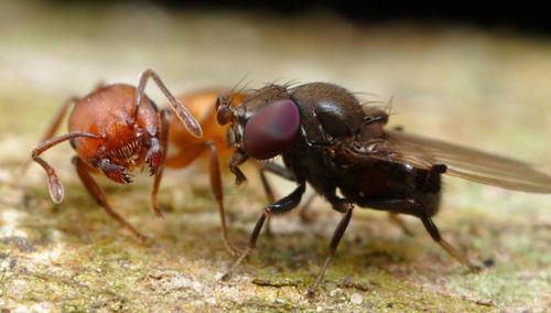 Milichia patrizii approaches Crematogaster ant to trigger regurgitation. © Alex Wild