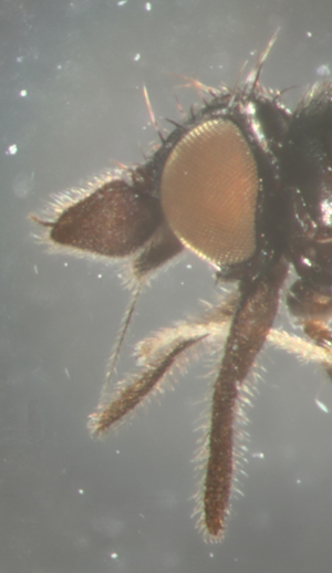 Phyllomyza longipalpis, photo