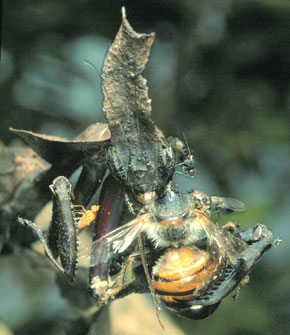 Mantid with prey and milichiid flies