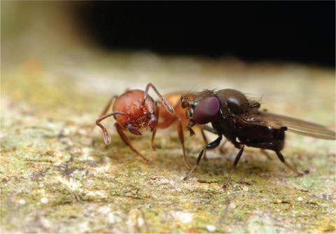 Milichia patrizii (2) holds up Crematogaster ant