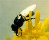 Milichiidae online